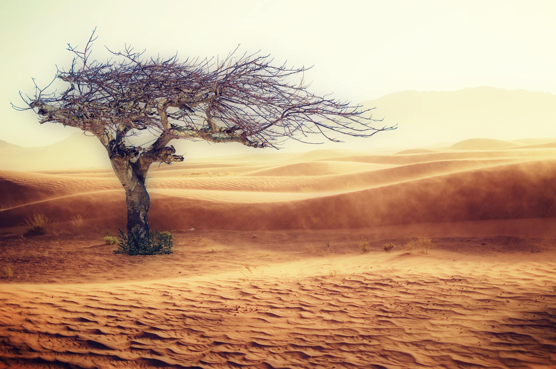 cd1295c7bf19b199538c98491e209a38_desert-2227962_1920.jpg